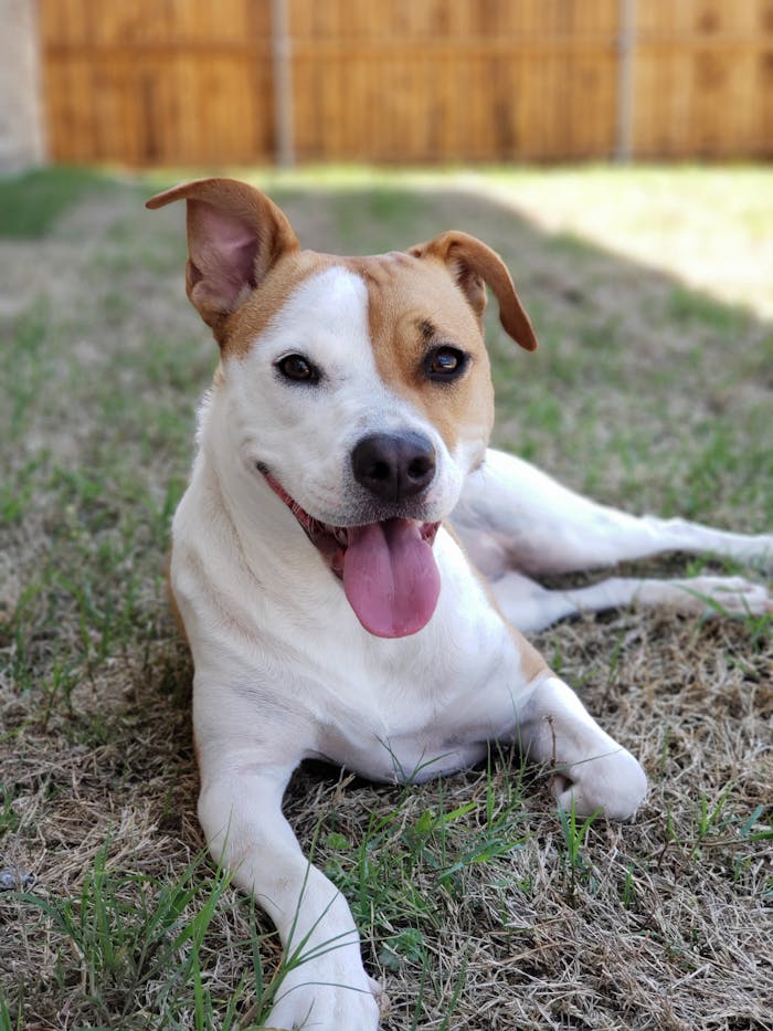 A cute terrier puppy with a playful expression relaxing on grassy lawn outdoors.