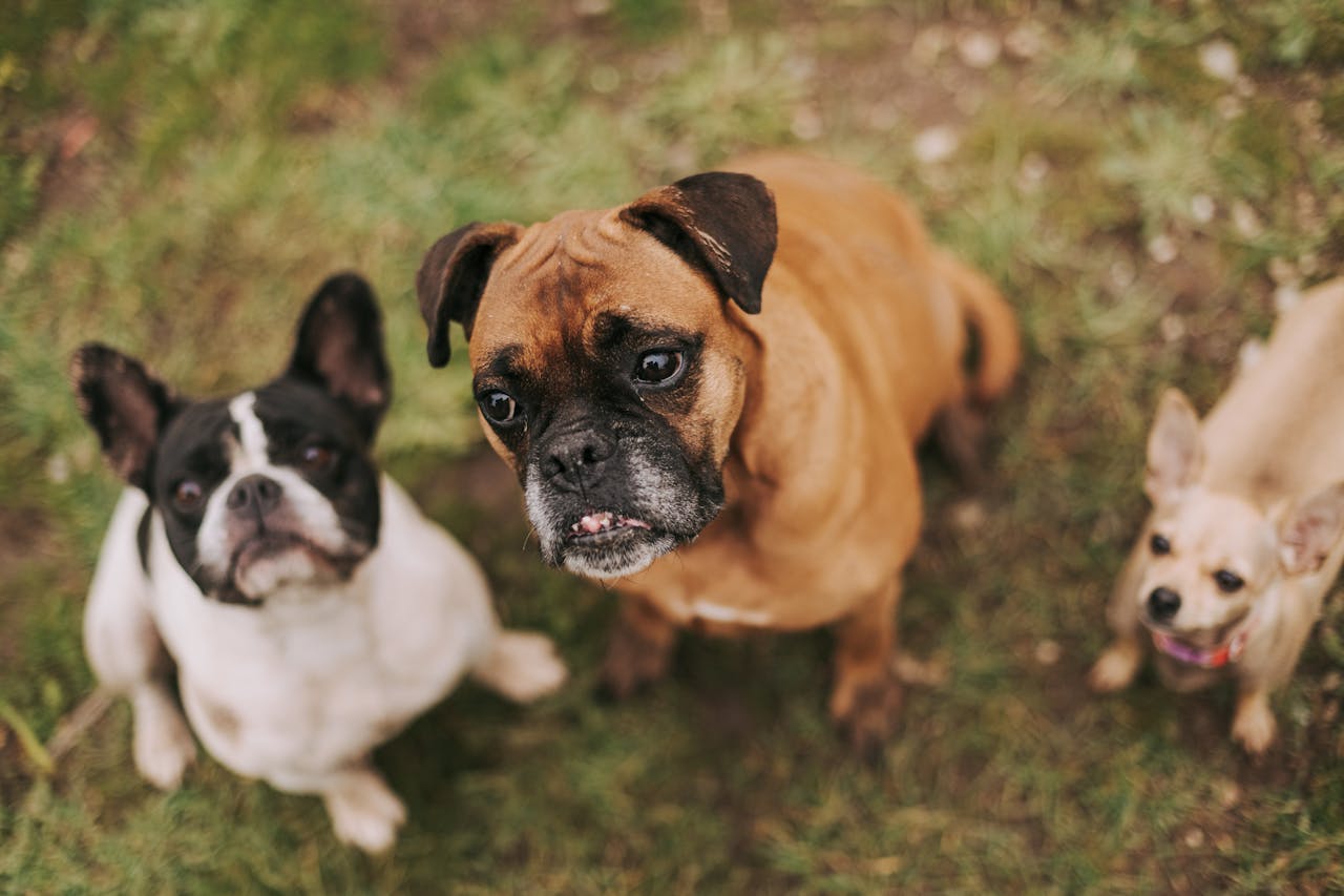 Three dogs, including a French Bulldog, Boxer, and Chihuahua, sitting on grass.