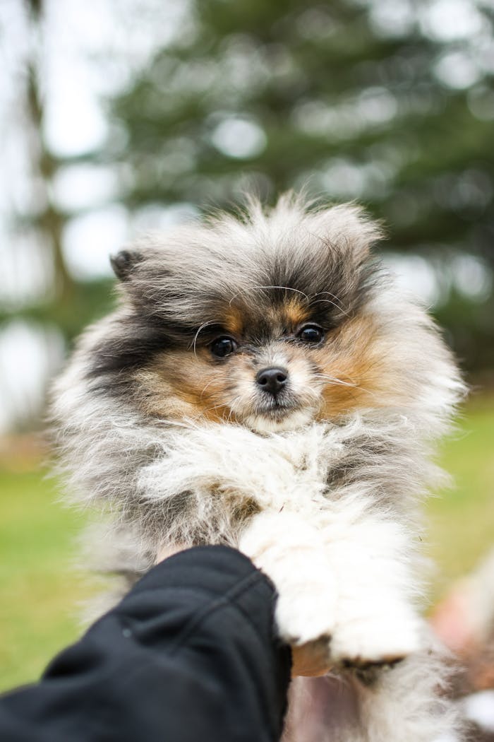 Charming portrait of a fluffy Pomeranian puppy being held outdoors.