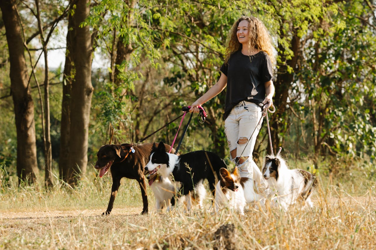 Smiling woman walking multiple dogs on leashes through a sunlit park trail.