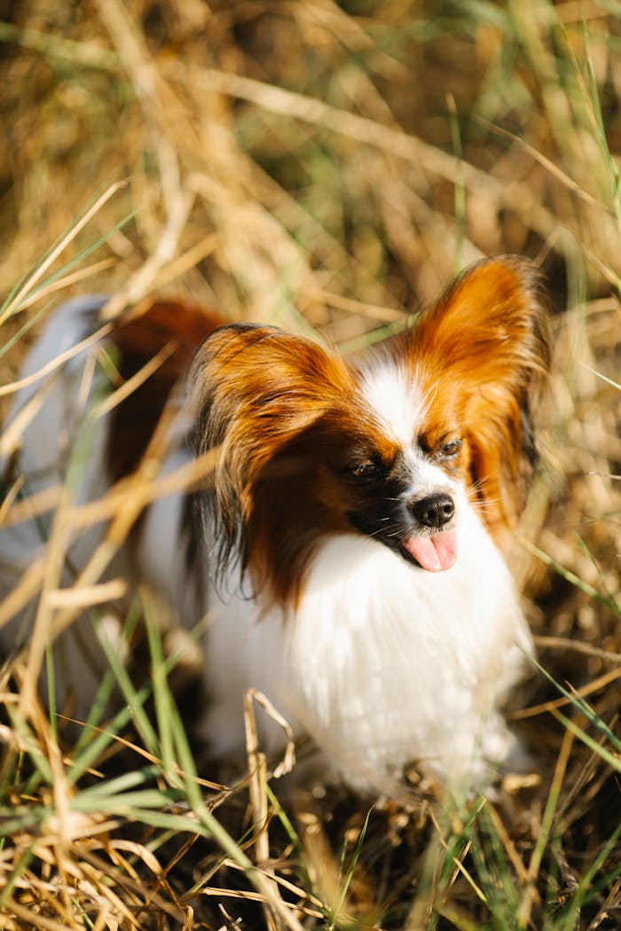 Cute Papillon dog with fluffy ears enjoying a sunny day outdoors.